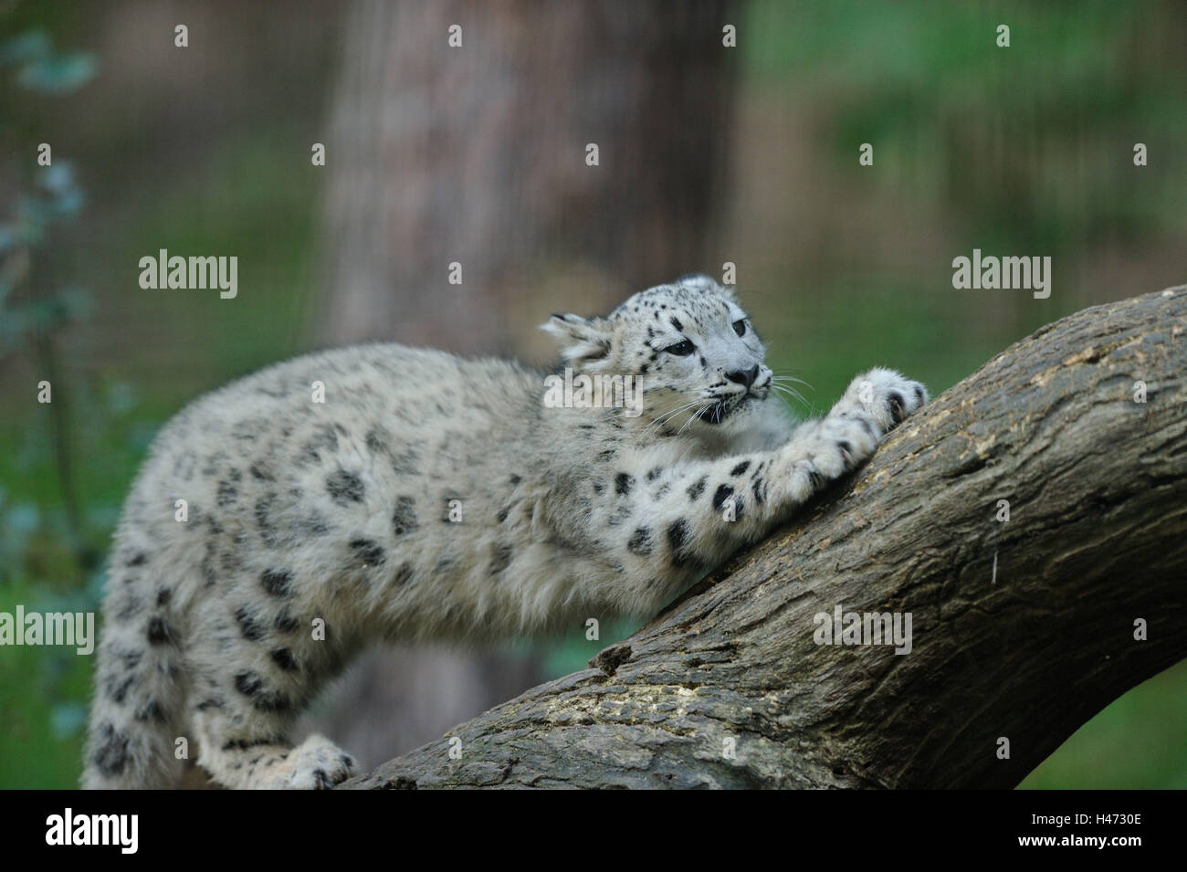 Snow Leopard, Uncia uncia, jeune animal, grimper, tronc, vue latérale, Banque D'Images