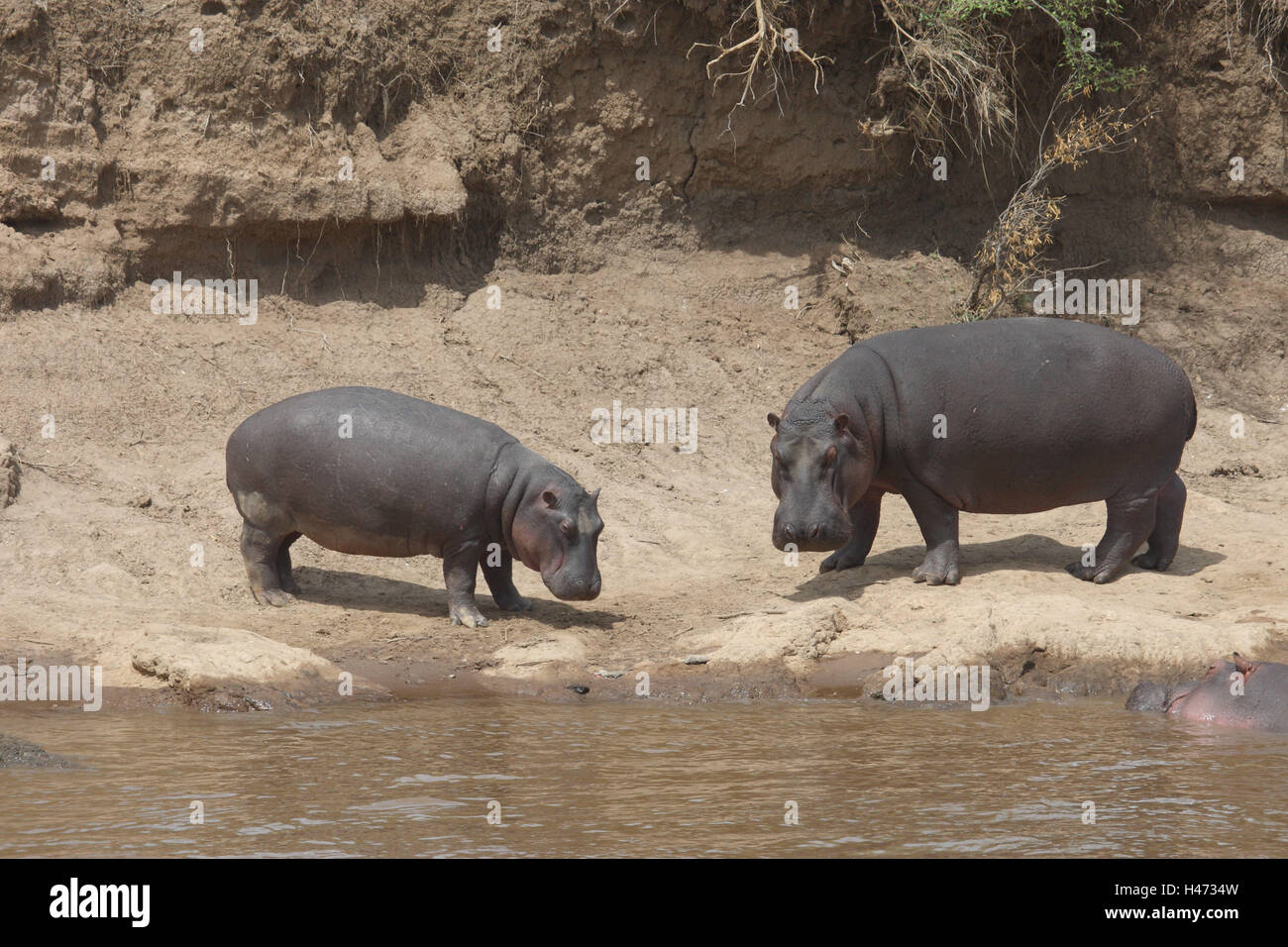 Deux hippopotames debout sur la rive, Banque D'Images