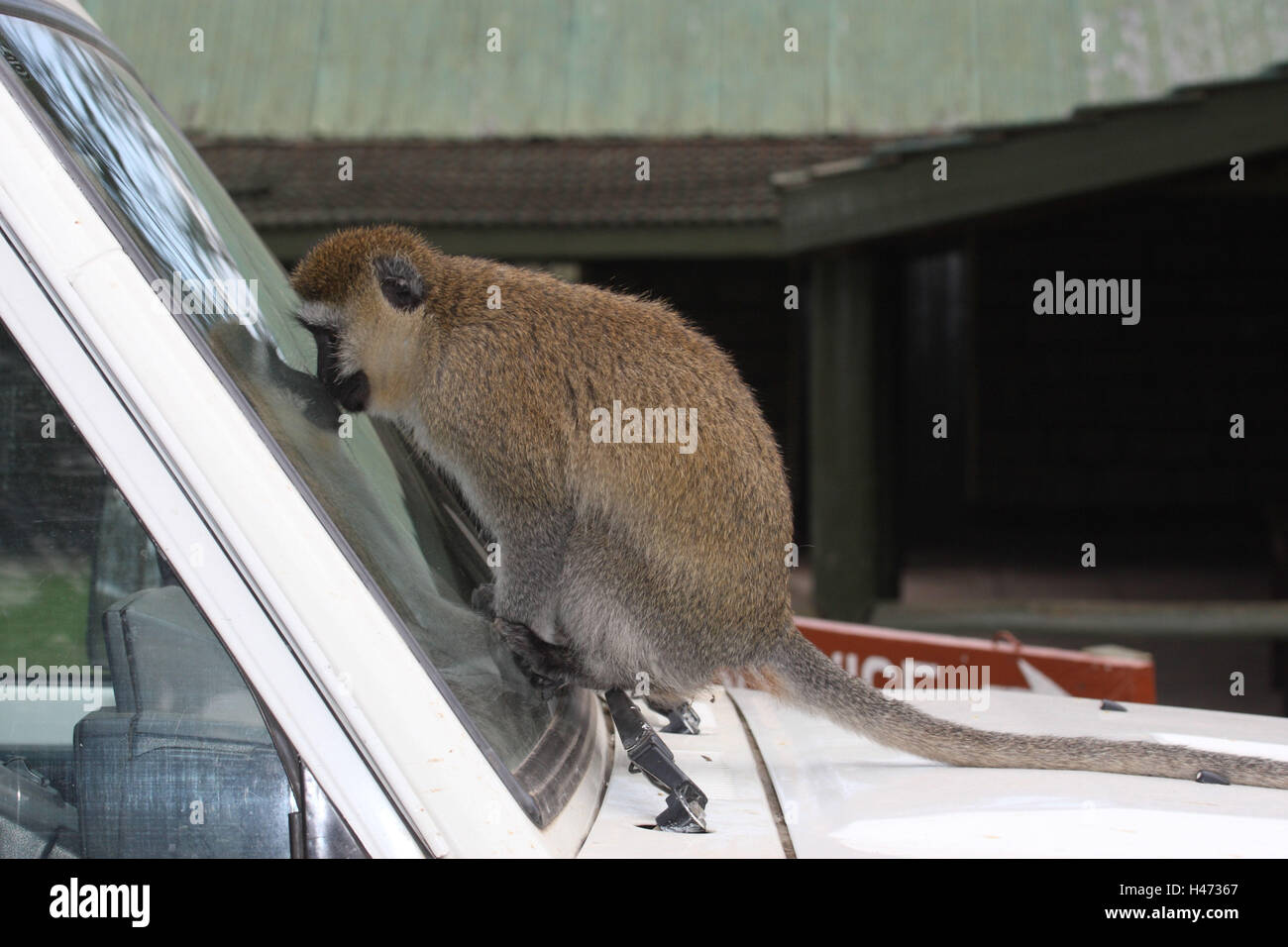Singe à longue queue verte se trouve sur voiture, Banque D'Images