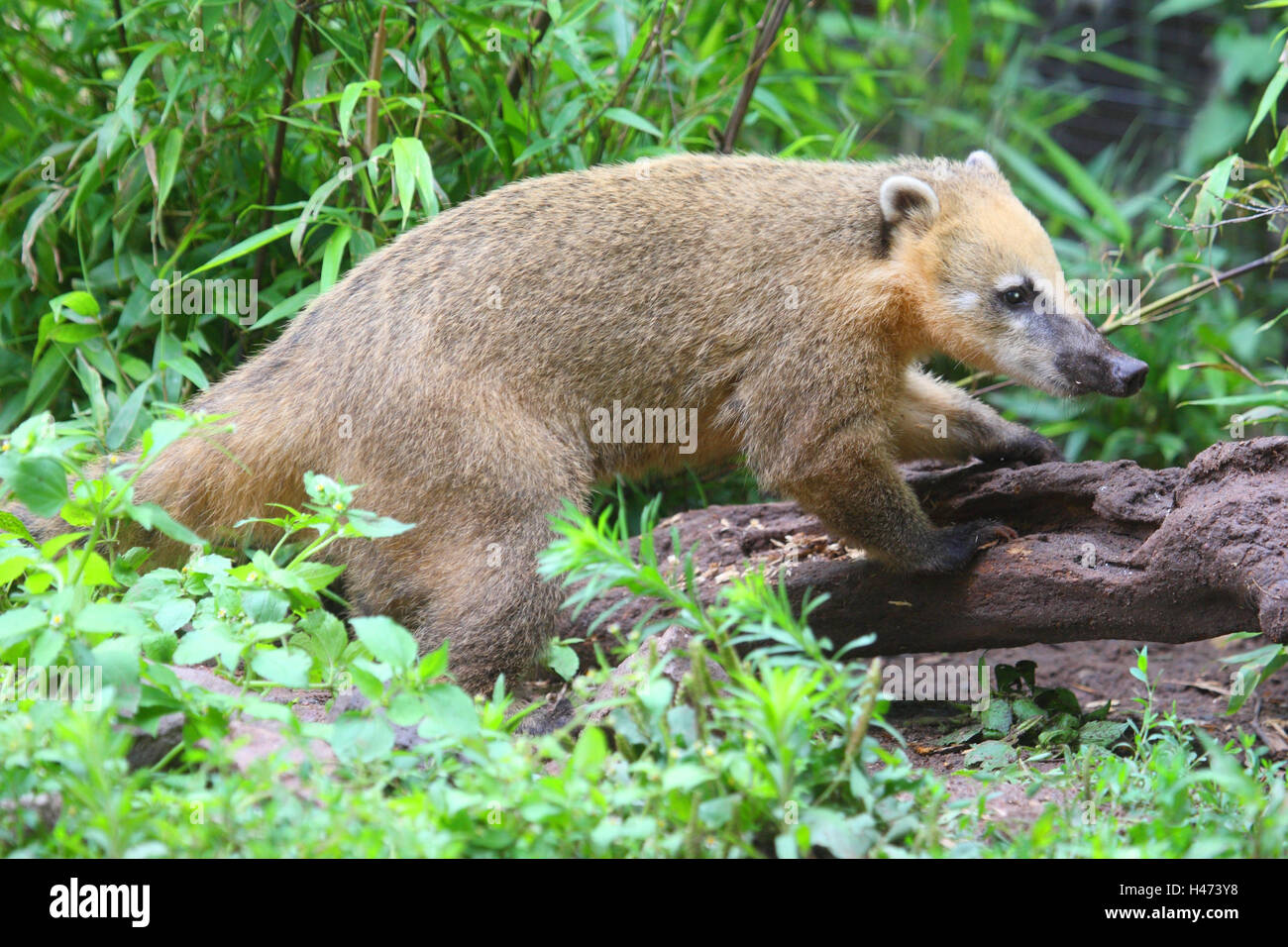 Ours nasale, Banque D'Images