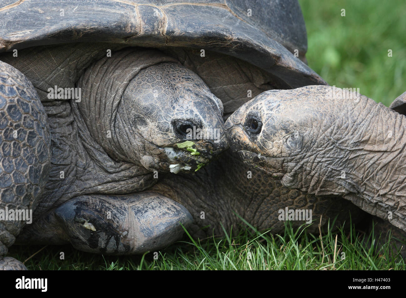 Les tortues géantes des Seychelles, Banque D'Images