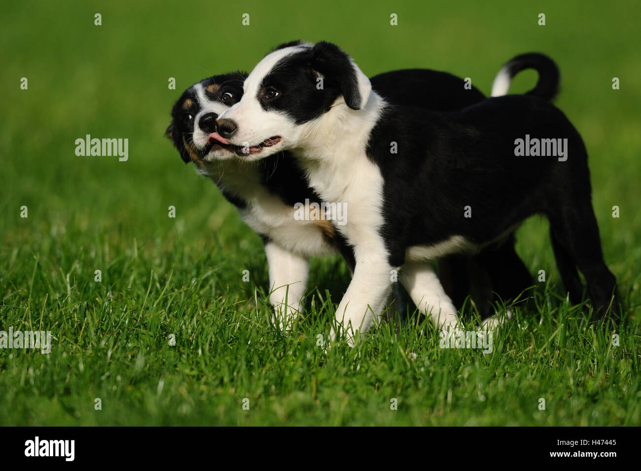 De border collie, chiots, sur le côté, rendez-vous, caresser, jouer, Banque D'Images