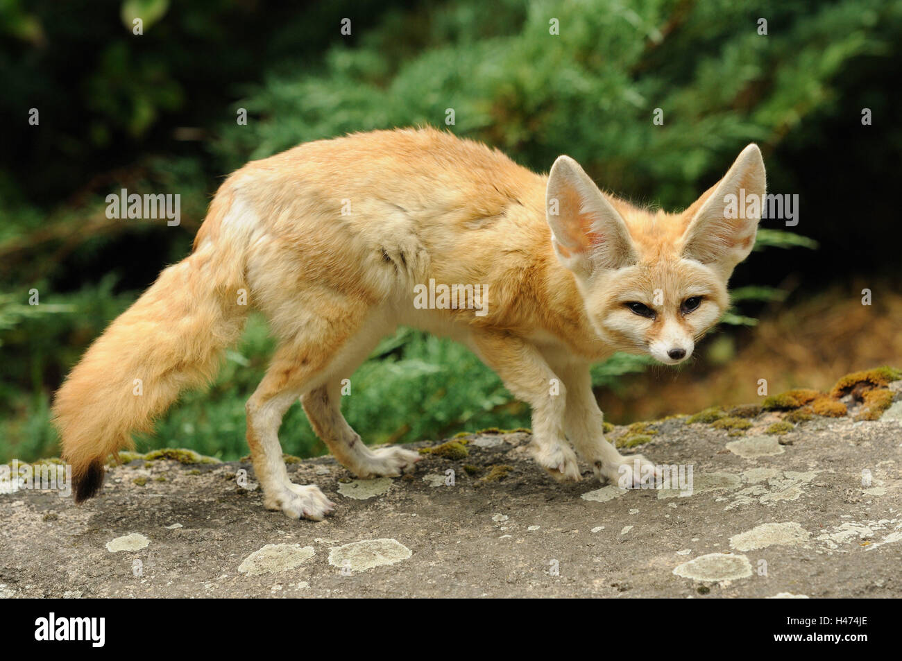 Fennek, Vulpes zerda, vue de côté, le socle, pierre, Banque D'Images