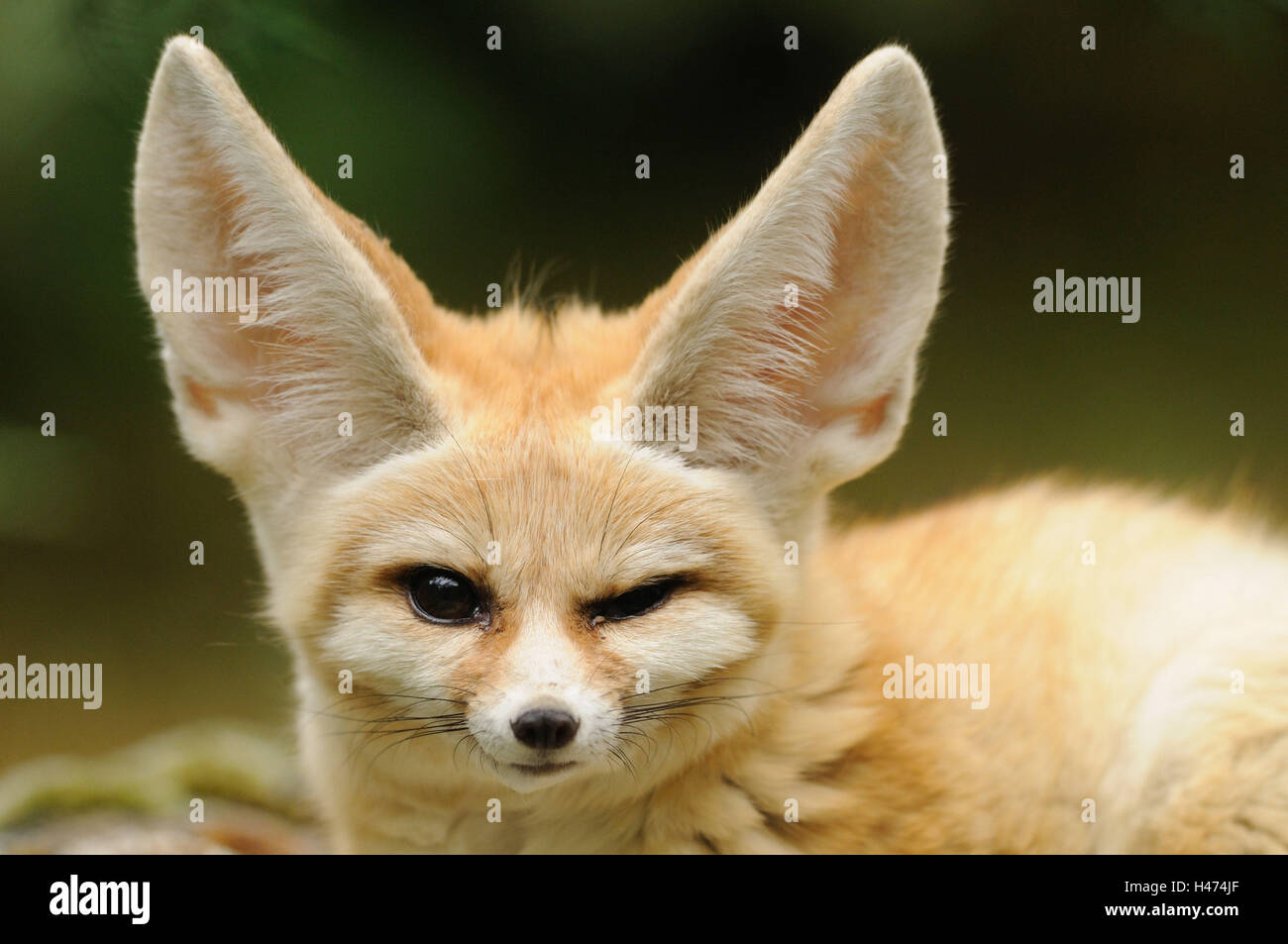 Fennec fox, Vulpes zerda, portrait, vue avant, Banque D'Images