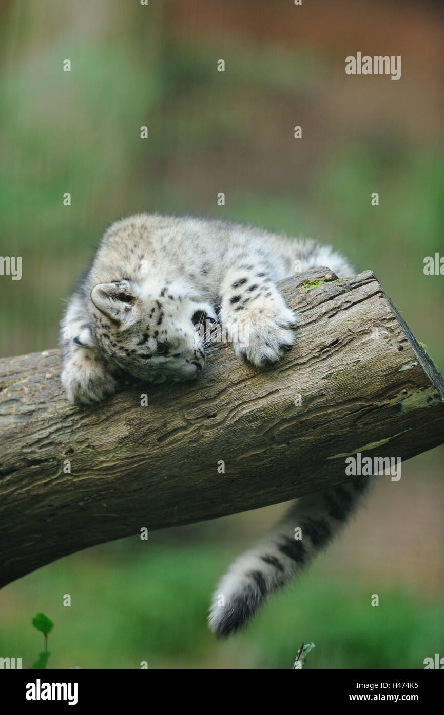 Snow Leopard, Uncia uncia, jeune animal, grimper, tronc, vue latérale, Banque D'Images
