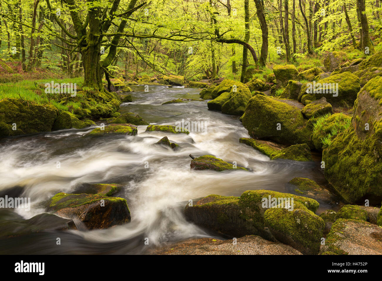 La rivière Fowey qui coule à travers quelques, Bodmin Moor, Cornwall, Angleterre. Printemps (mai) 2015. Banque D'Images