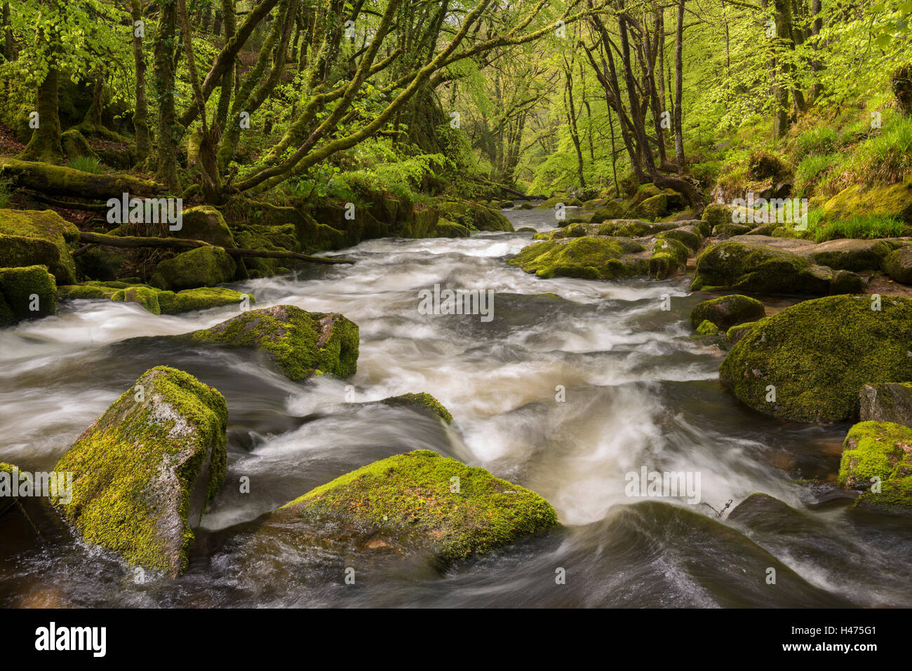 La rivière Fowey qui coule à travers le bois couvert de mousse Golitha Falls, à Cornwall, en Angleterre. Printemps (mai) 2015. Banque D'Images