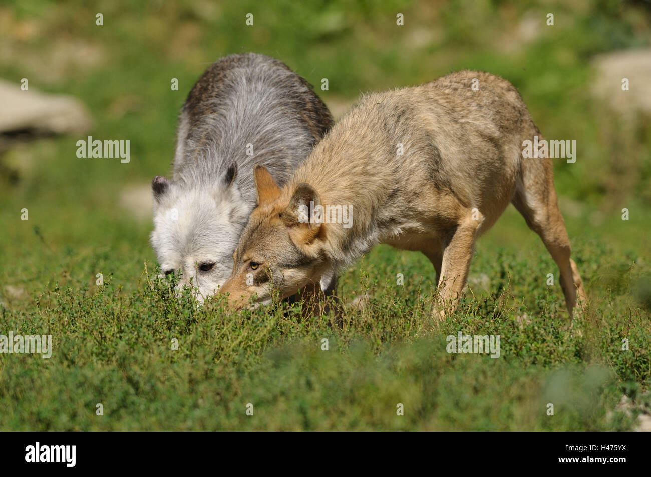 Bois de l'est le loup, Canis lupus lycaon, prairie, vue de face, debout, l'Allemagne, Banque D'Images