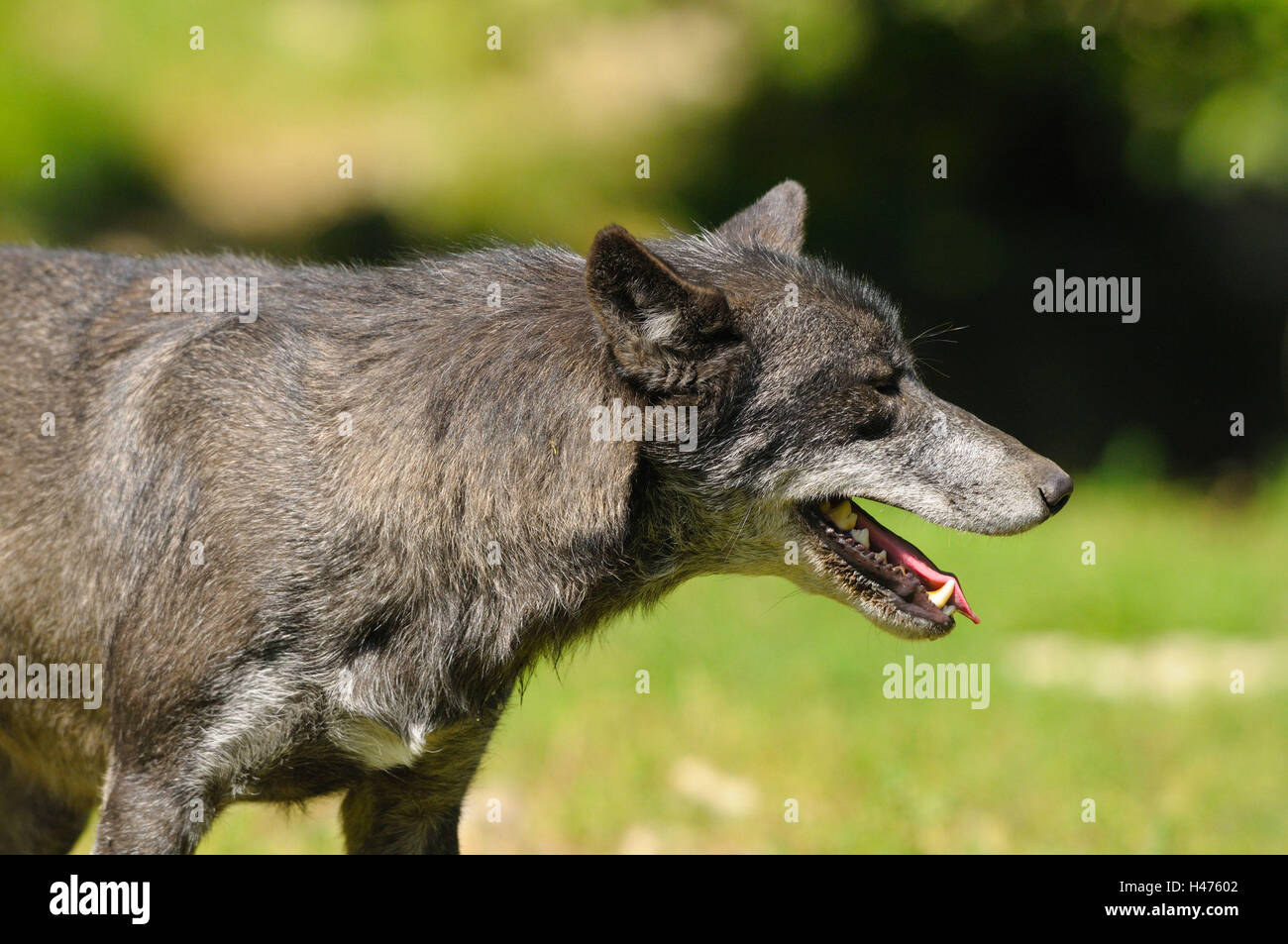 Eastern Timber Wolf, Canis lupus lycaon, demi-portrait, prairie, vue de côté, debout, l'Allemagne, Banque D'Images