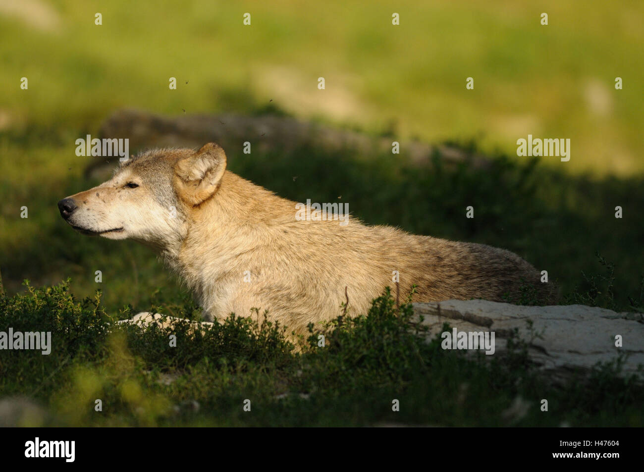 Timberwolf, Canis lupus lycaon, prairie, vue de côté, le mensonge, l'Allemagne, Banque D'Images