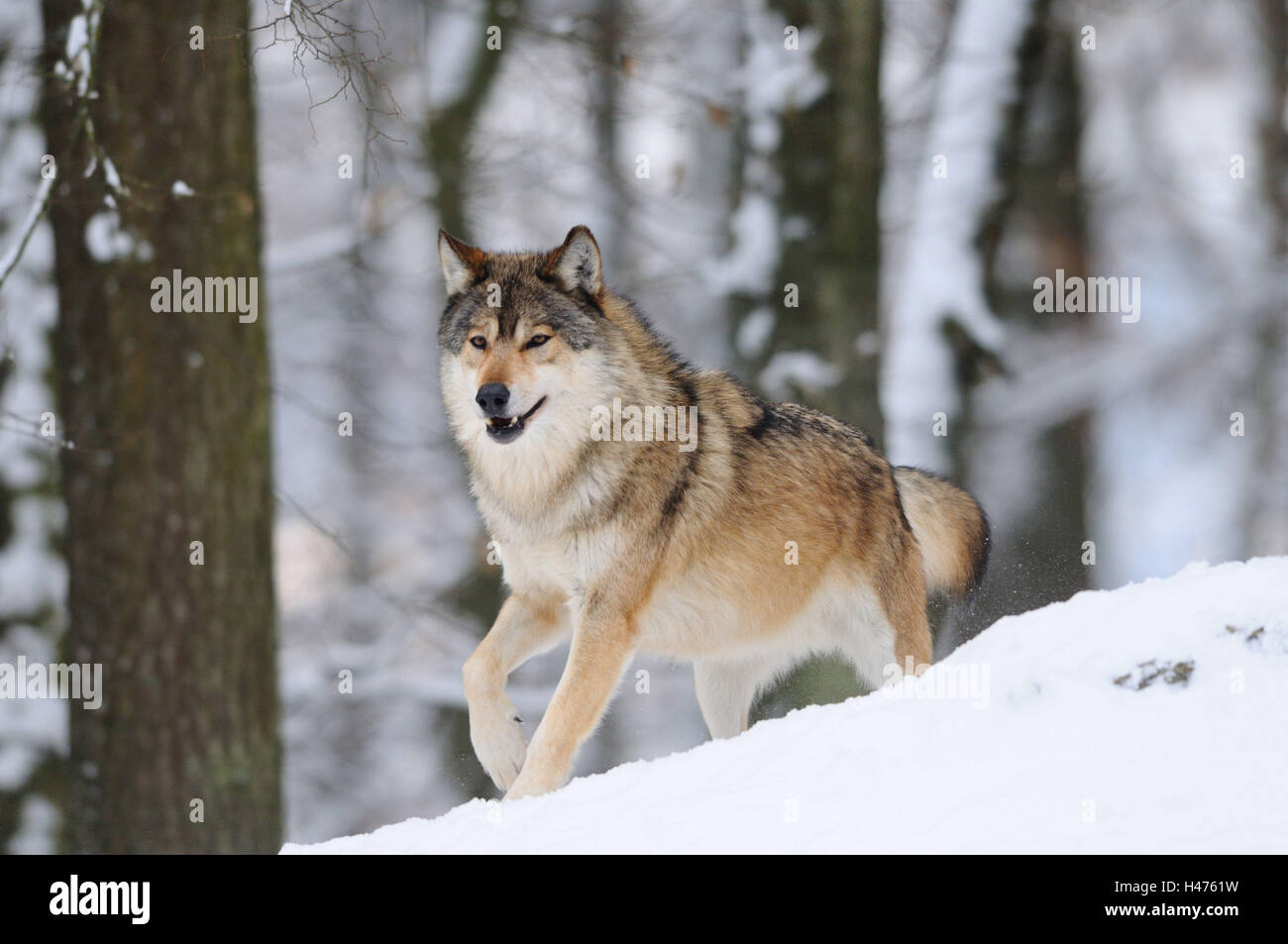 Eastern Timber Wolf, Canis lupus lycaon, neige, vue avant, tournant, Looking at camera, Allemagne, Banque D'Images