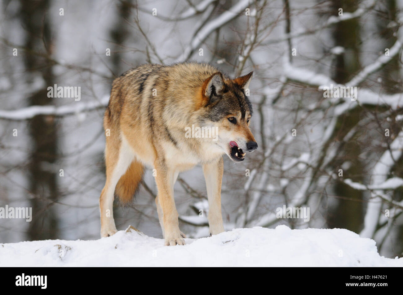 Eastern Timber Wolf, Canis lupus lycaon, neige, vue de face, debout, l'Allemagne, Banque D'Images