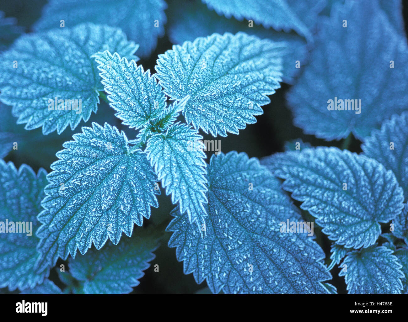 Grande ortie, Urtica dioica, feuilles avec de la gelée blanche, Banque D'Images