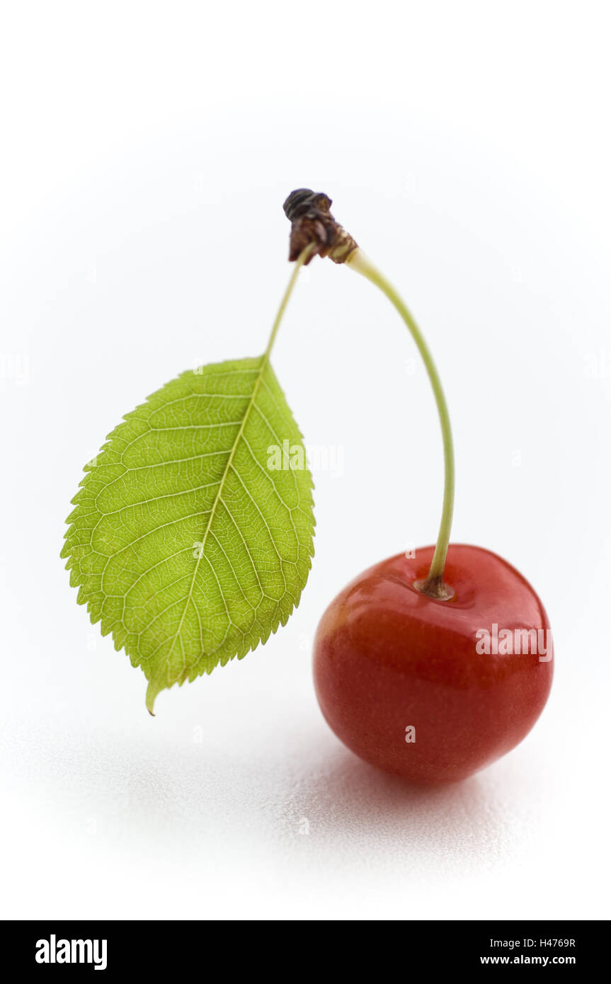 Seul le cerisier avec poignée et feuilles, Prunus avium, foetus, genre 'Kassins début coeur cherry', Banque D'Images