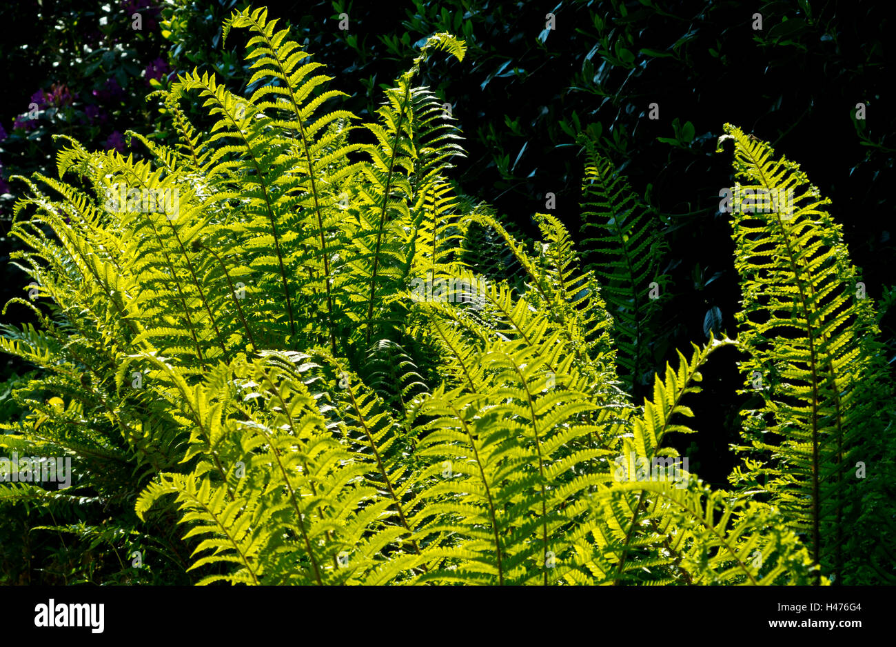 Vue en contre-jour de fougères une espèces de plantes vasculaires qui se reproduisent par des spores et n'ont ni fleurs ni graines Banque D'Images