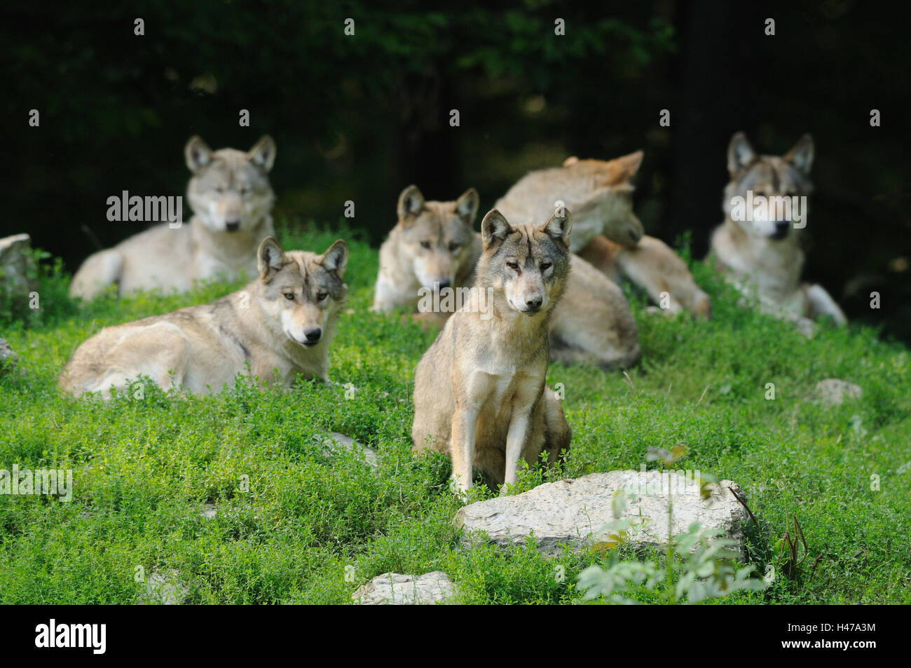 Bois de l'est le loup, Canis lupus lycaon, Wolf Pack, meadow, bord de la forêt, le mensonge, looking at camera, Banque D'Images
