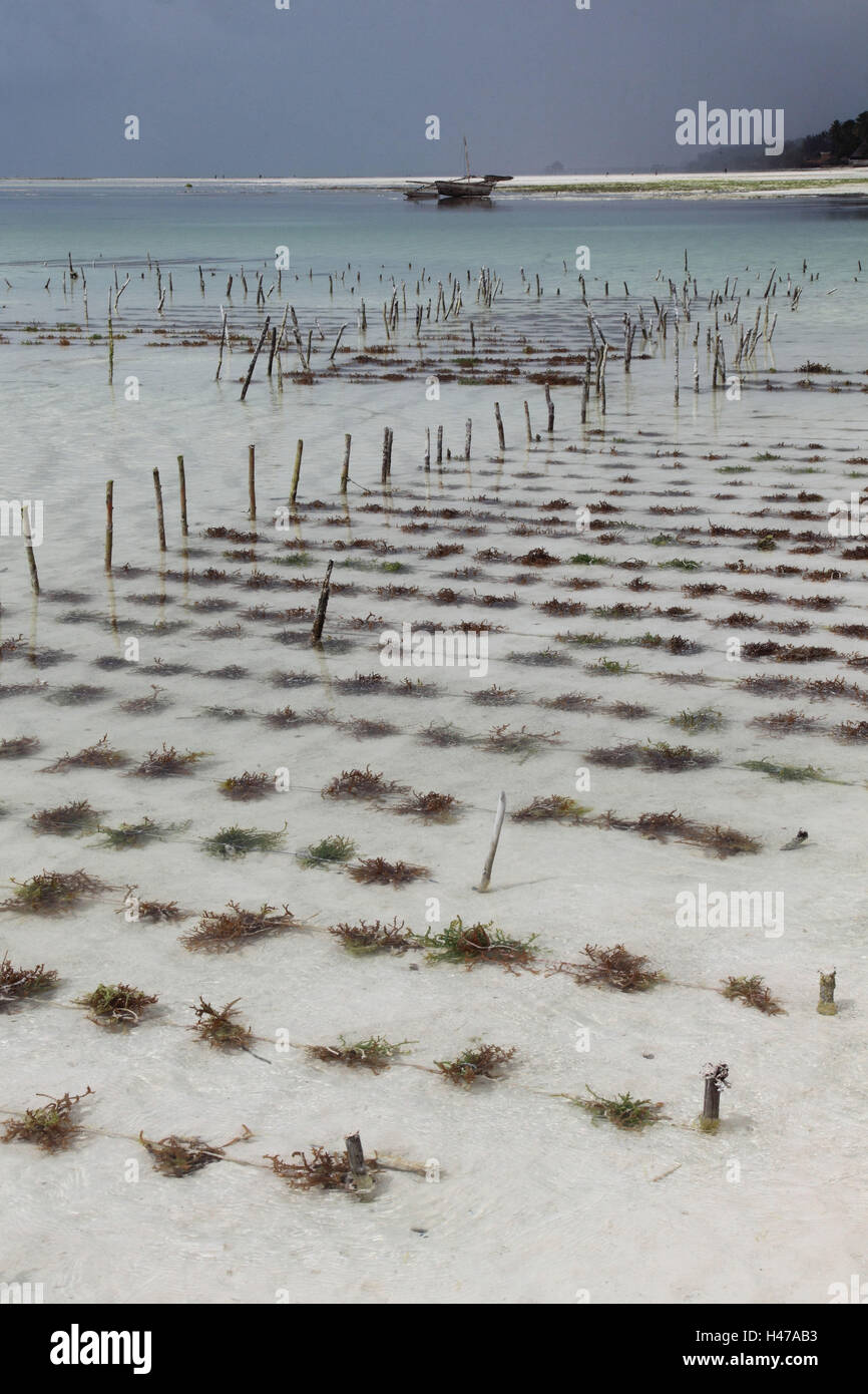 Les jardins de la mer, d'algues, de l'océan Indien, Zanzibar Banque D'Images