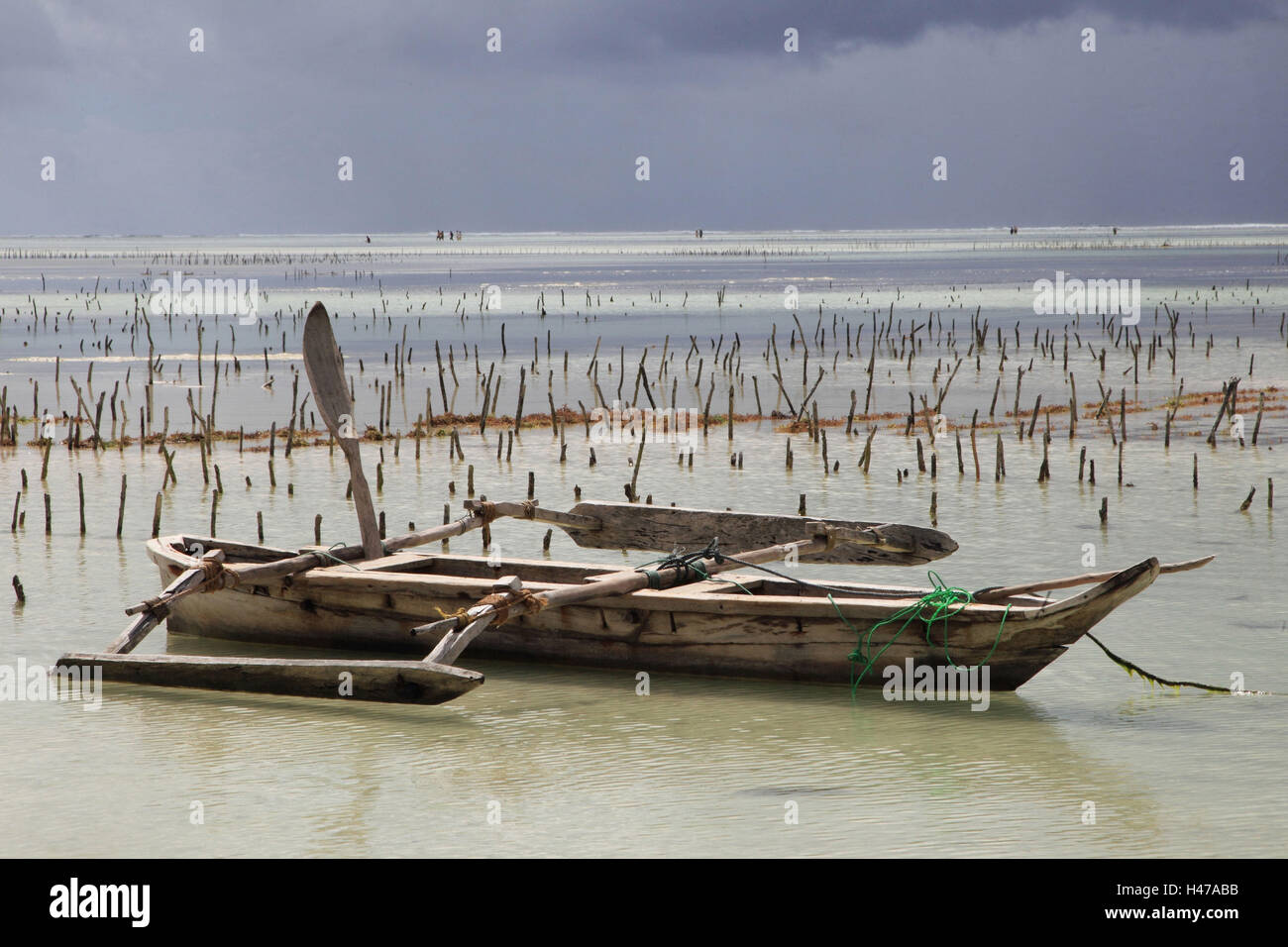 Océan Indien, Dhau, sea gardens, Zanzibar, Banque D'Images