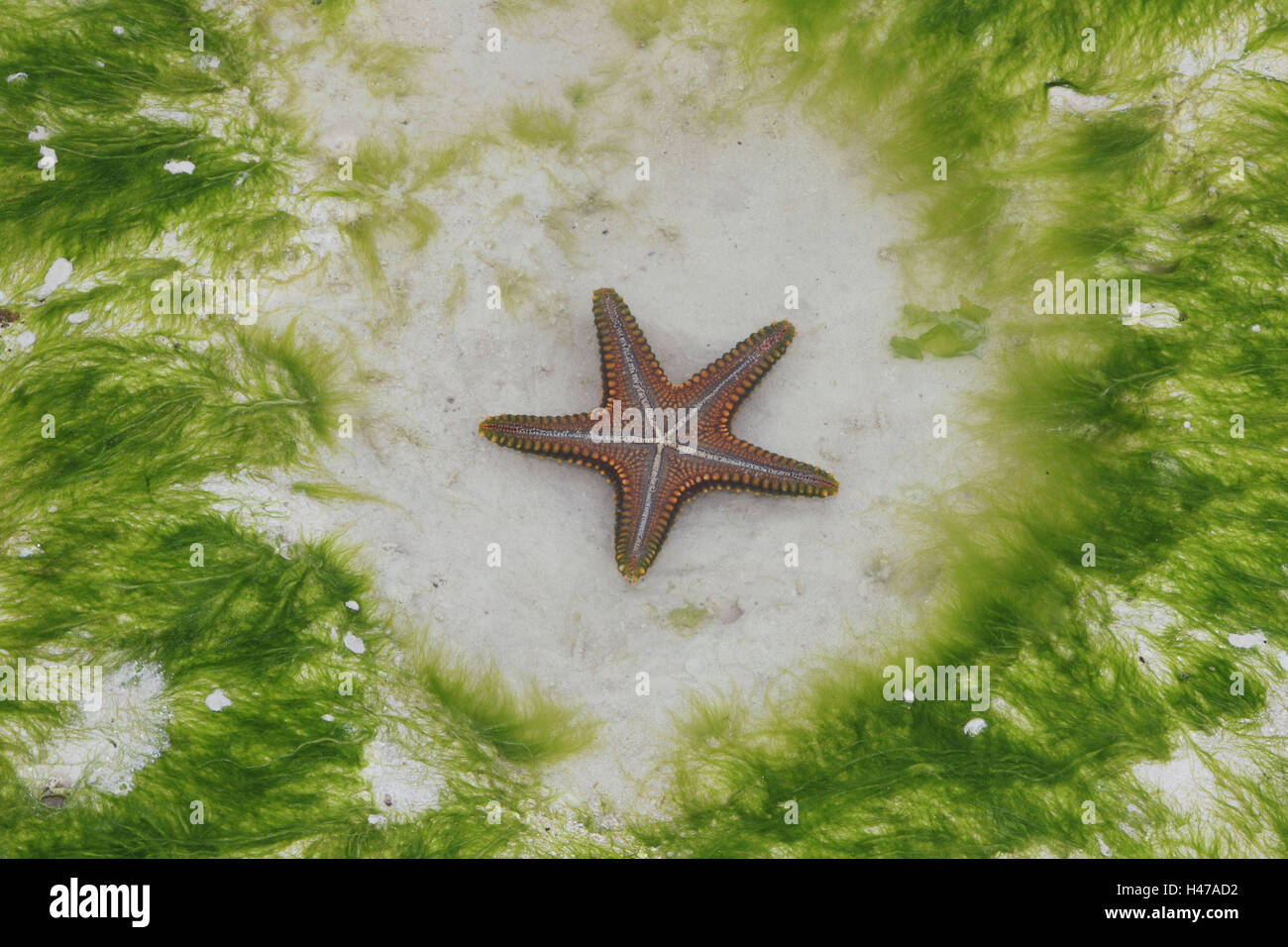 Les étoiles de mer, de l'océan Indien, Banque D'Images