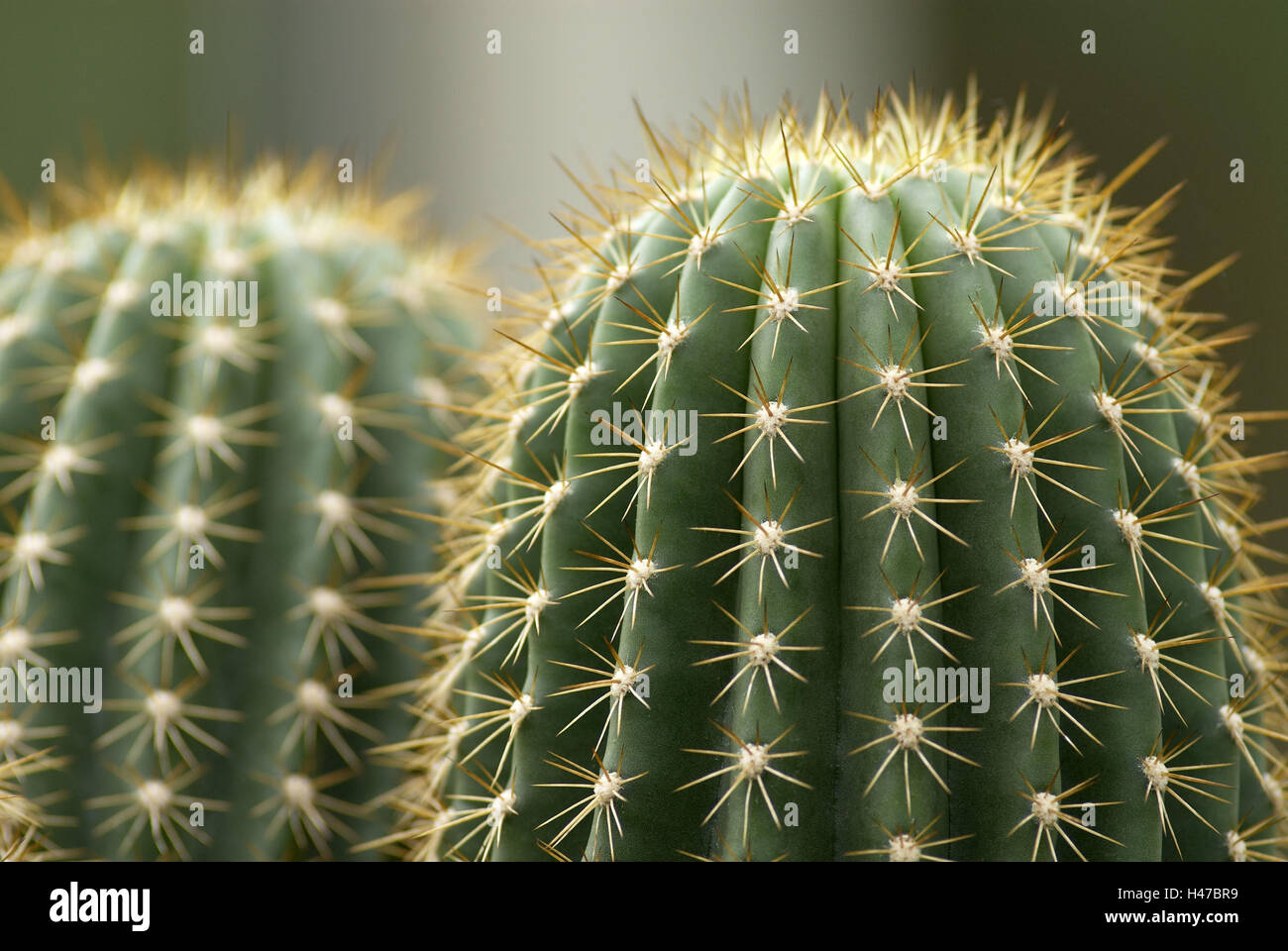 Cactus, deux, côte à côte, détail, Banque D'Images