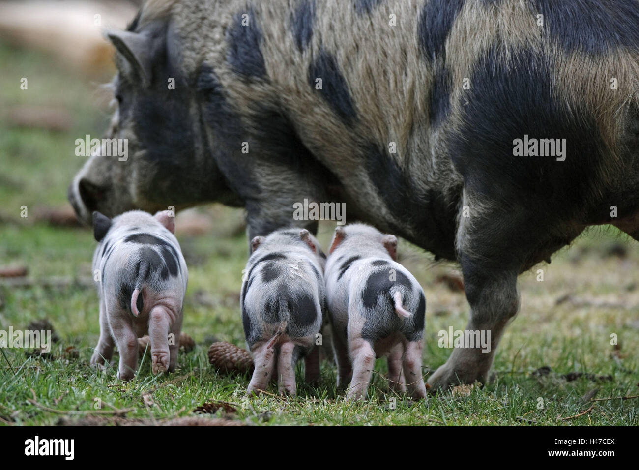 Pot-bellied pig, porcelets, à l'extérieur, Banque D'Images