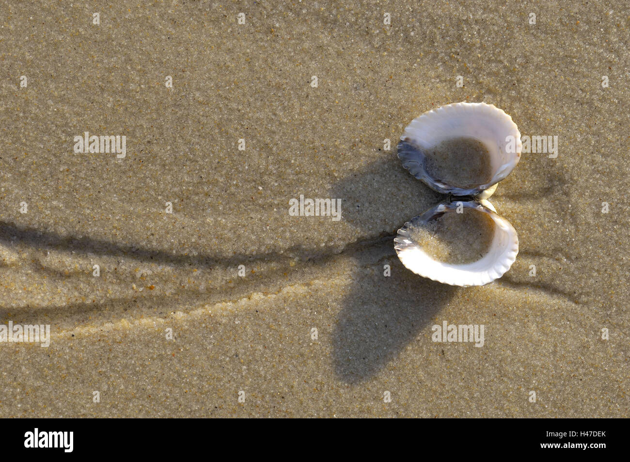 Sable, zébrée, ouvertement, vide, volcaniques alluvialement reformée, plage, mer, plage de close-up, les gorges de l'onde, Rippelmarken, d'animaux, mollusques, de la mer, moules, coques, individuellement, peel clapper volcaniques alluvialement reformée, demeure, transitoriness, mensonge, humide, silence, fin, couleur sable, pointeau, beige, Sienne, Banque D'Images