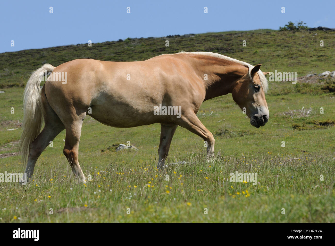Les Hores, Equus ferus caballus, side view, rendez-vous, ciel, paysage, Banque D'Images