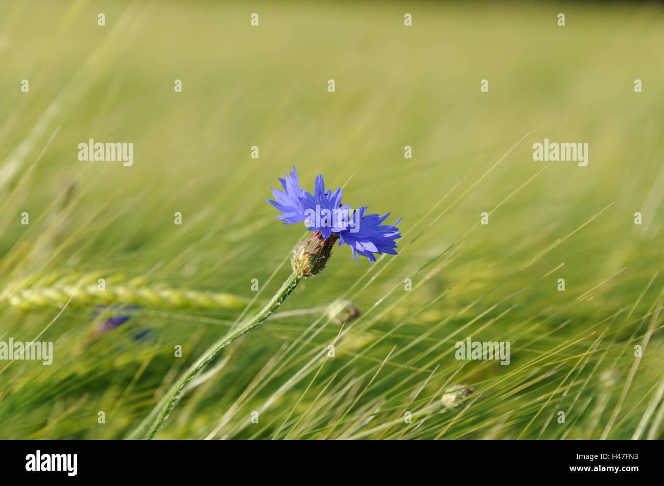 Bleuet, Centaurea cyanus, champ de céréales, de l'Allemagne, Banque D'Images