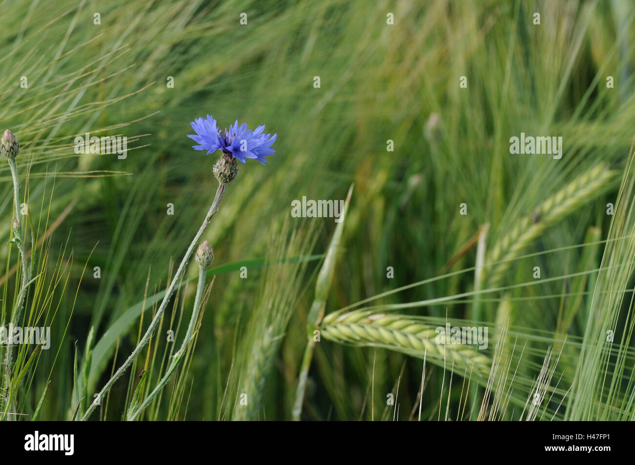 Bleuet, Centaurea cyanus, champ de céréales, de l'Allemagne, Banque D'Images