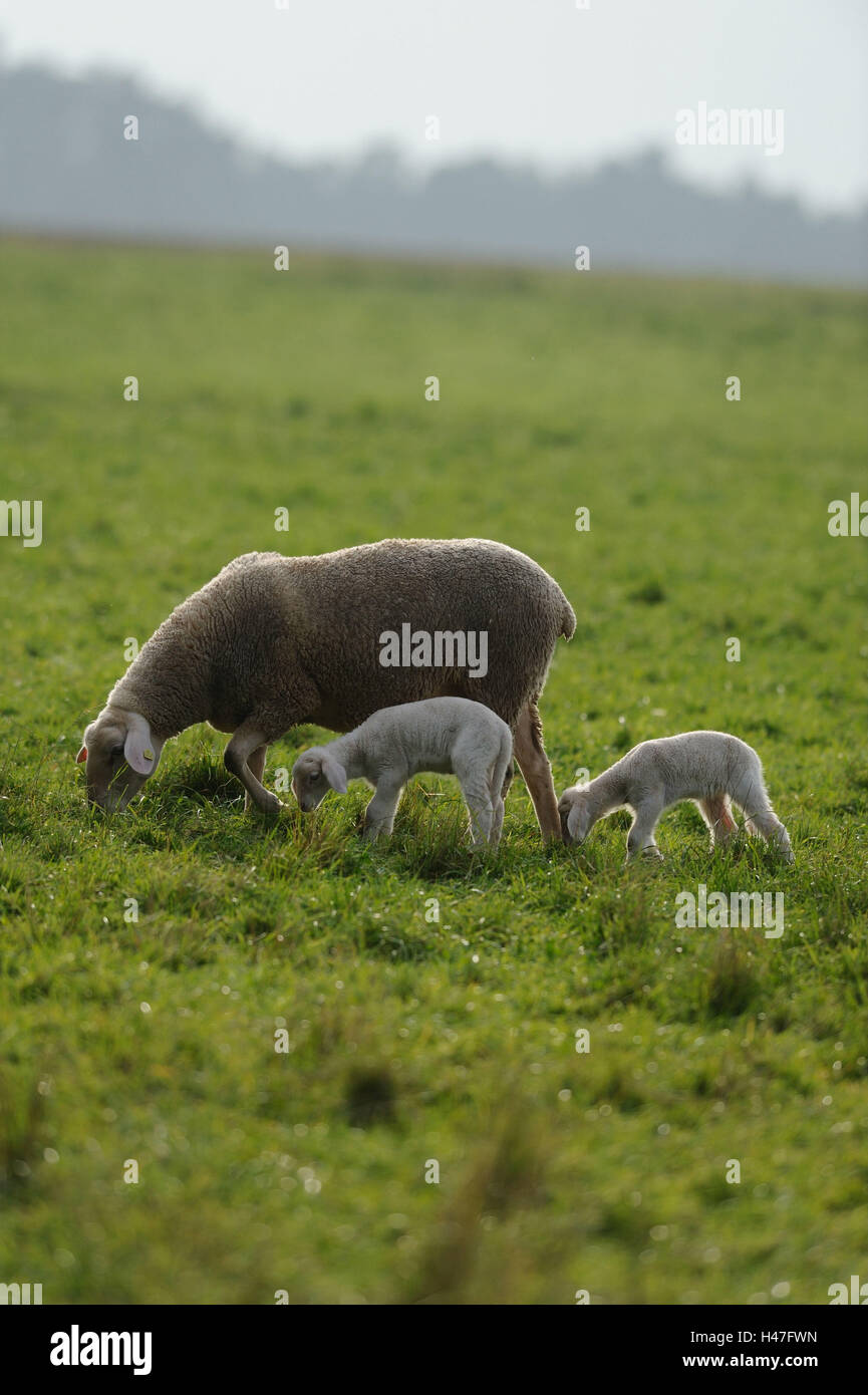 Les moutons domestiques, Ovis orientalis bélier, mère animal avec agneaux, vue de côté, debout, Banque D'Images