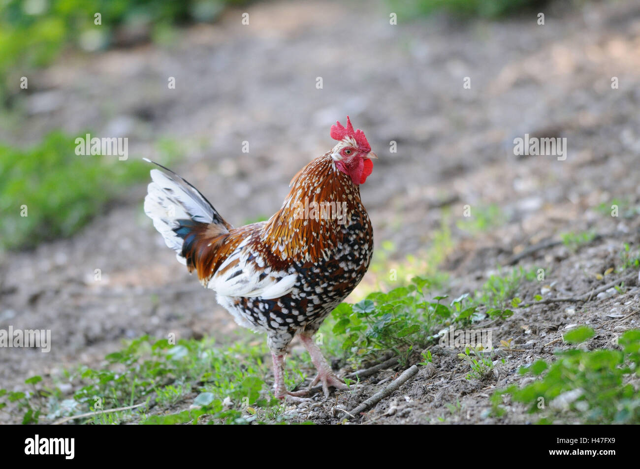 Chambre poulet, Gallus gallus domesticus, vue de côté, le socle, Banque D'Images