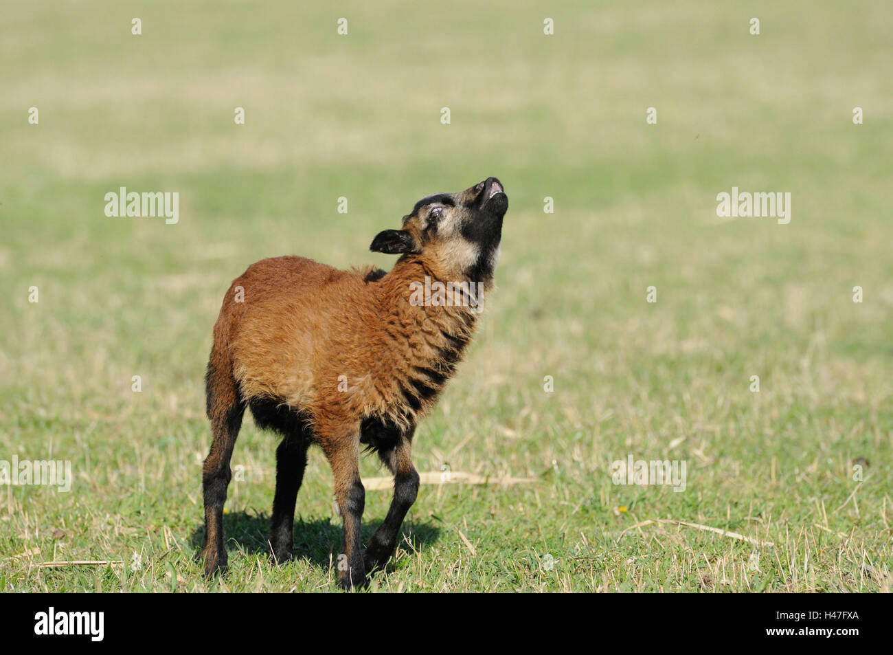 Kamerunschaf, agneau, tête, pied, prairie, vue vers le haut, Banque D'Images