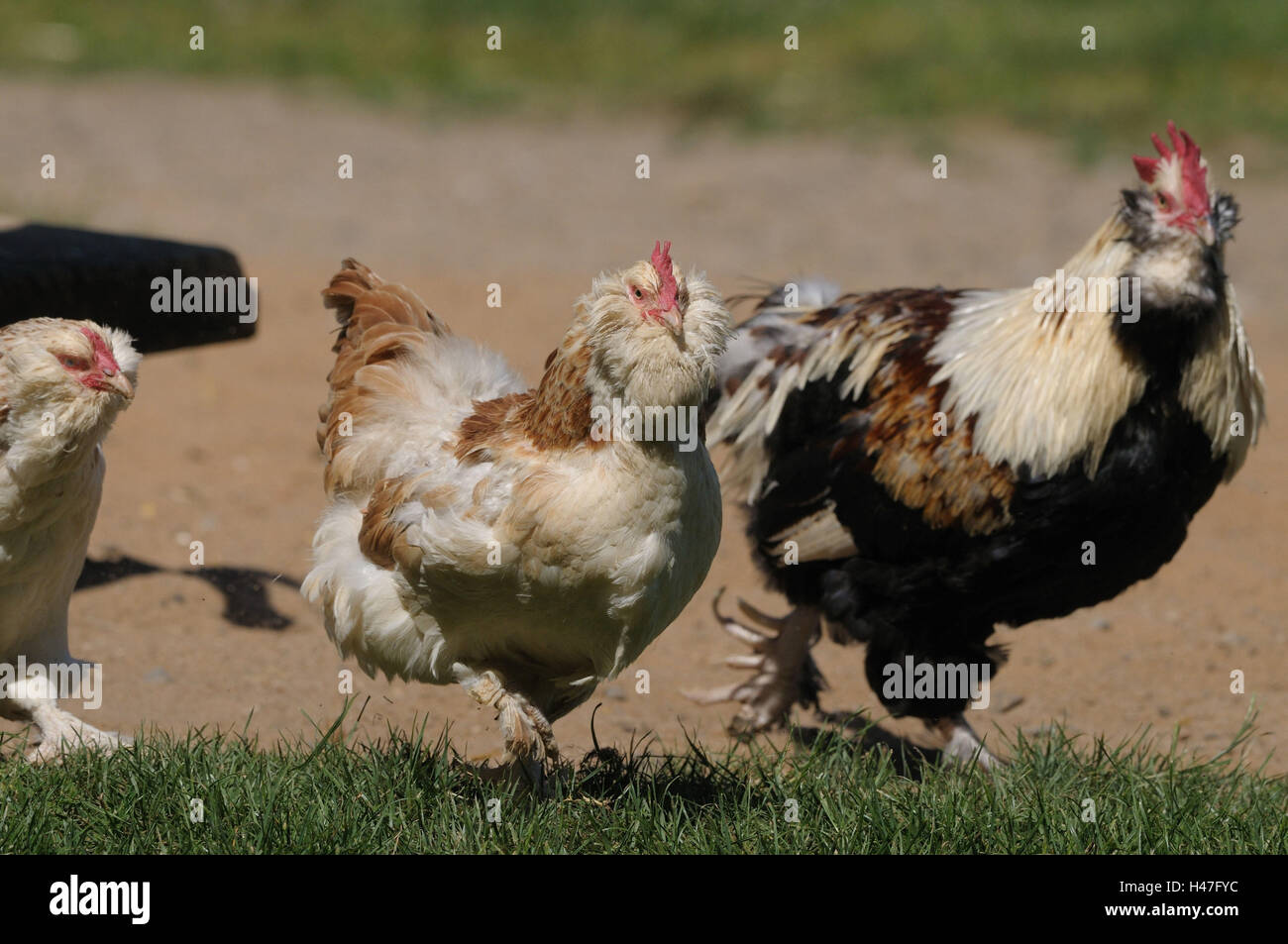 Chambre de la volaille, Gallus gallus domesticus, peu d'hommes et femmes, vue latérale, s'exécute, vue sur l'appareil photo, Banque D'Images