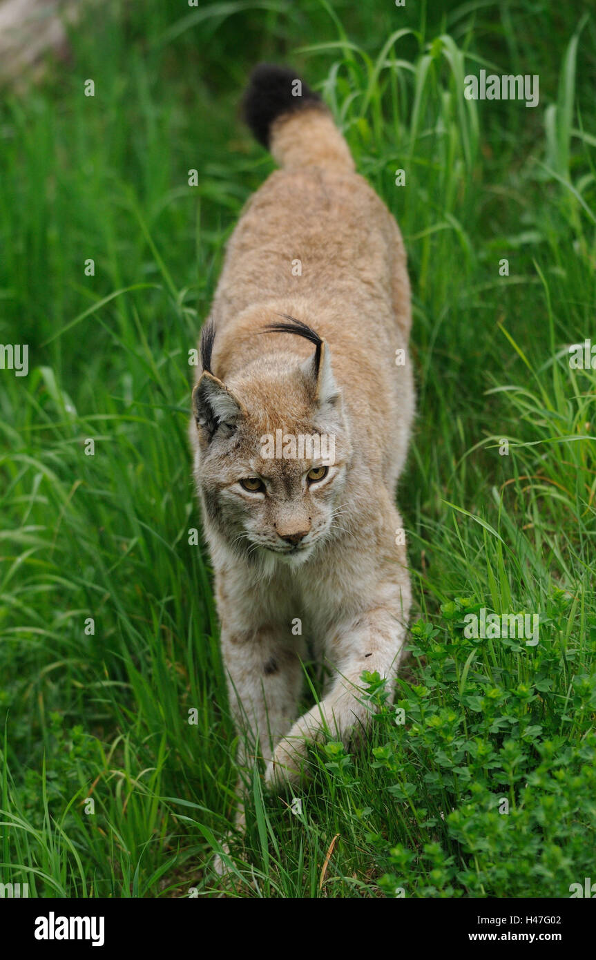 Le lynx d'Eurasie, Lynx lynx, prairie, vue avant, marche, looking at camera, Banque D'Images