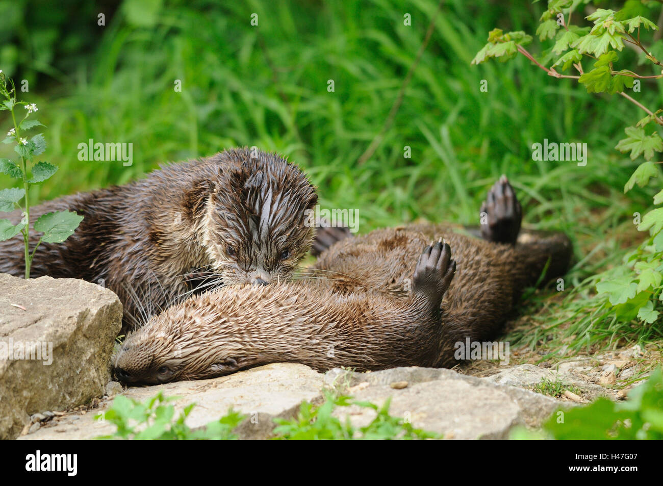Les loutres, Lutra canadensis, side view, mensonge, voir dans l'appareil photo, Banque D'Images