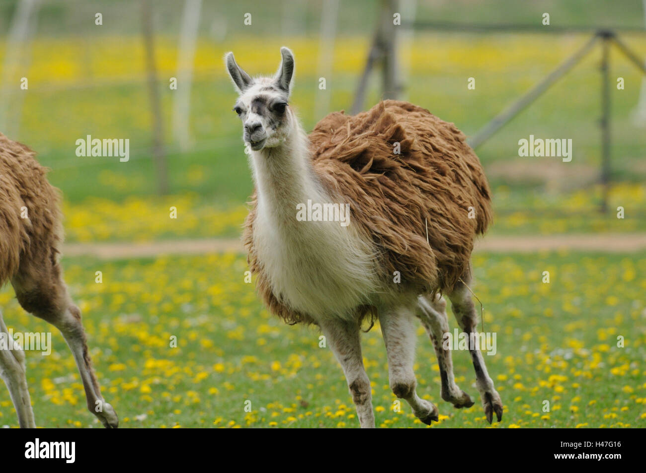 Le lama, lama glama, violin, vue avant, tournant, looking at camera, Banque D'Images
