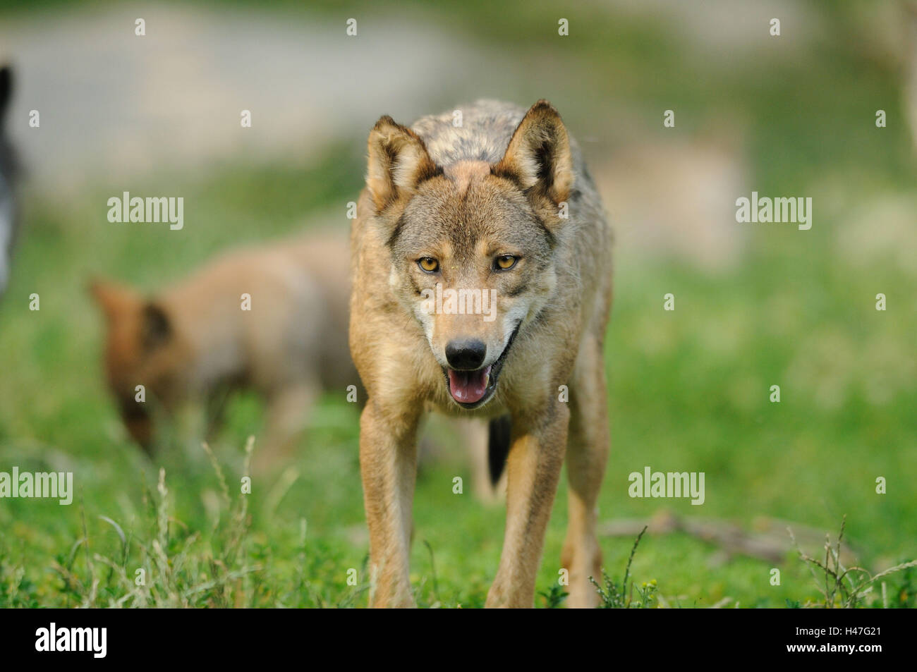 Eastern Timber Wolf, Canis lupus lycaon, vue avant, marche, looking at camera, Banque D'Images