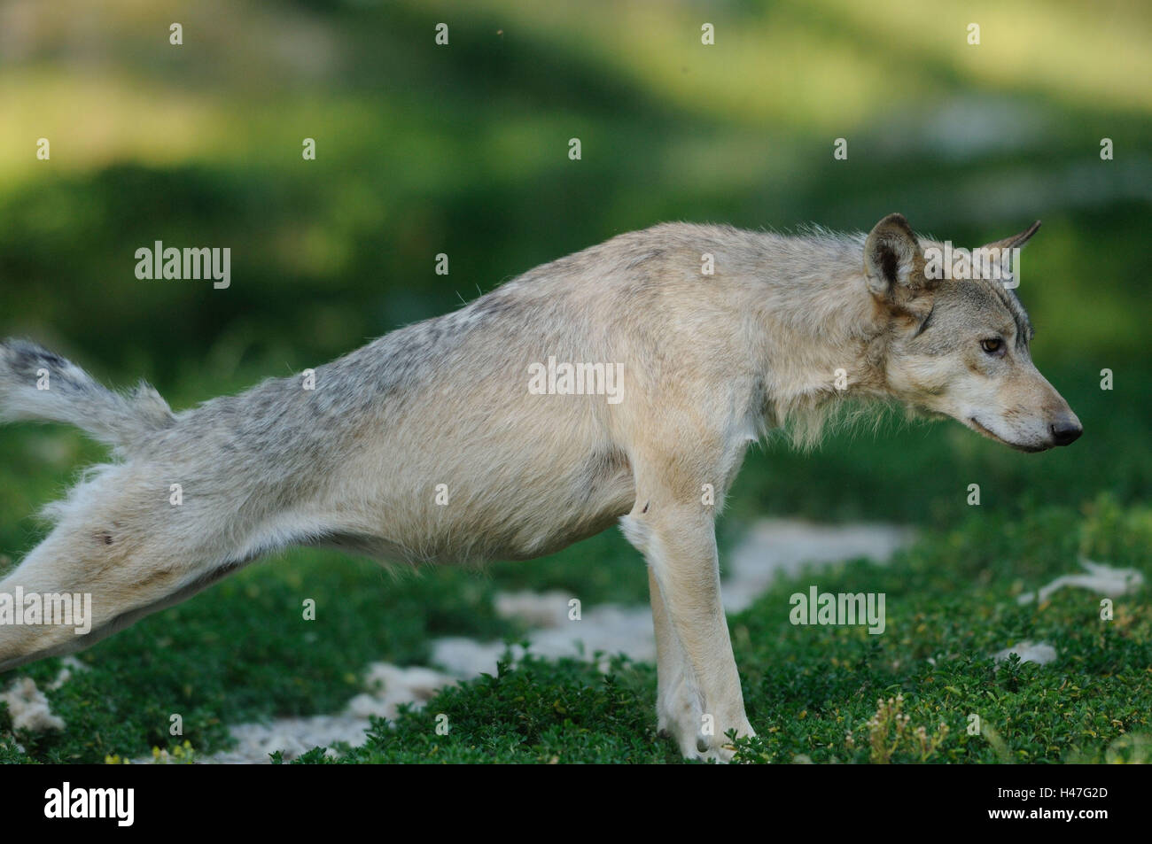 Eastern Timber Wolf, Canis lupus lycaon, prairie, vue de côté, debout, stretching, Banque D'Images