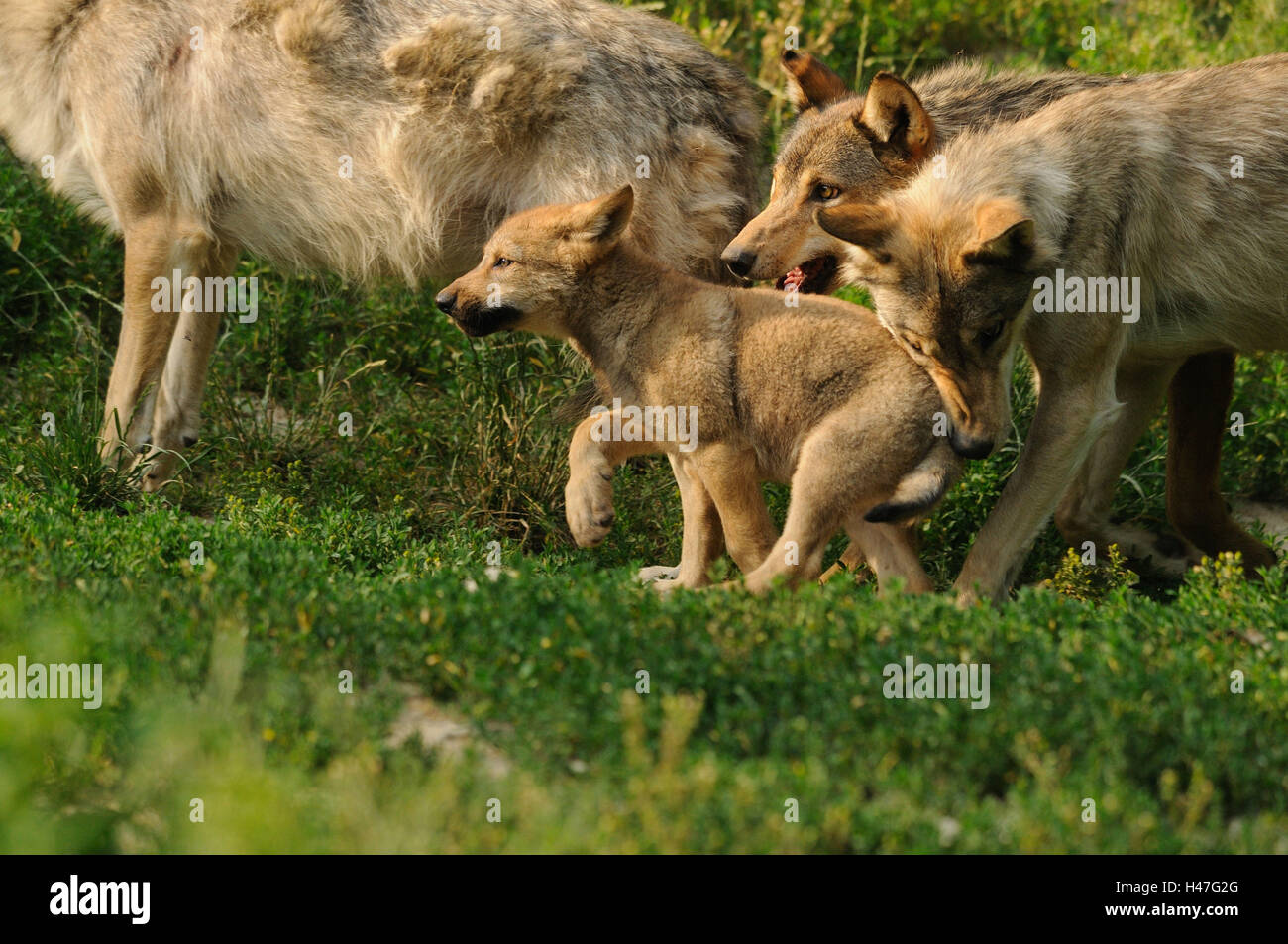 Bois de l'est le loup, Canis lupus lycaon, jeune animal, prairie, vue de côté, la marche, Banque D'Images