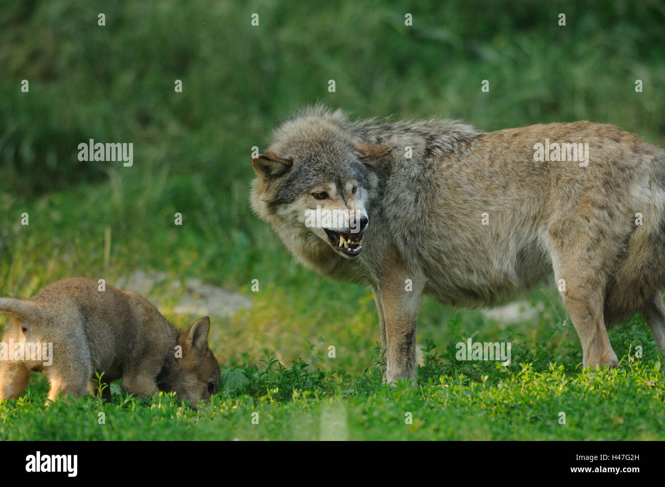 Bois de l'est le loup, Canis lupus lycaon, mère avec de jeunes animaux, prairie, vue de côté, debout, snarling, Banque D'Images