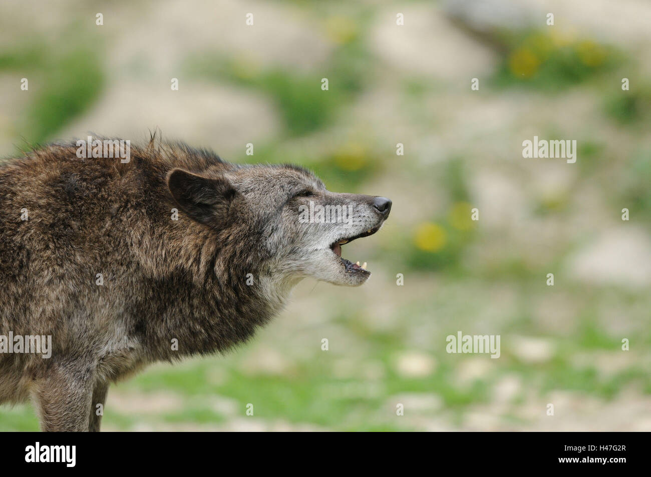 Eastern Timber Wolf, Canis lupus lycaon, demi-portrait, vue de côté, la bouche, ouverte, Banque D'Images