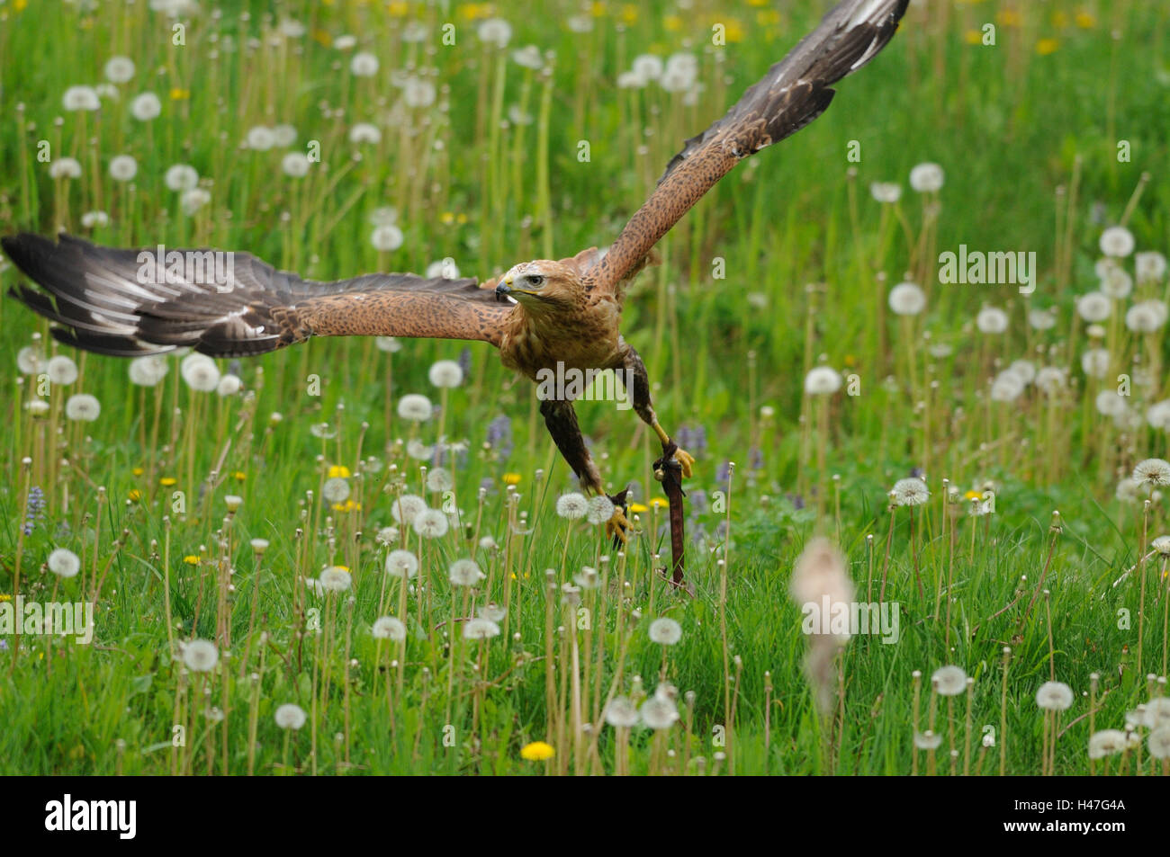 Long-legged buzzard, Buteo rufinus, prairie, vue avant, volant, Looking at camera, point sur le premier plan, Banque D'Images