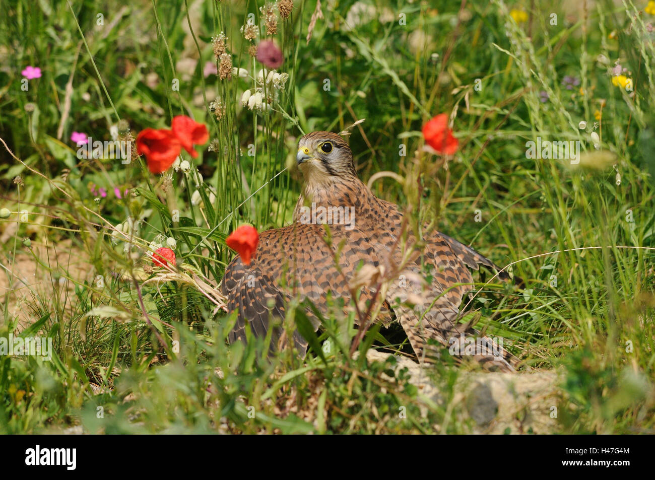 Faucon crécerelle, Falco tinnunculus, meadow, mensonge, looking at camera, Banque D'Images