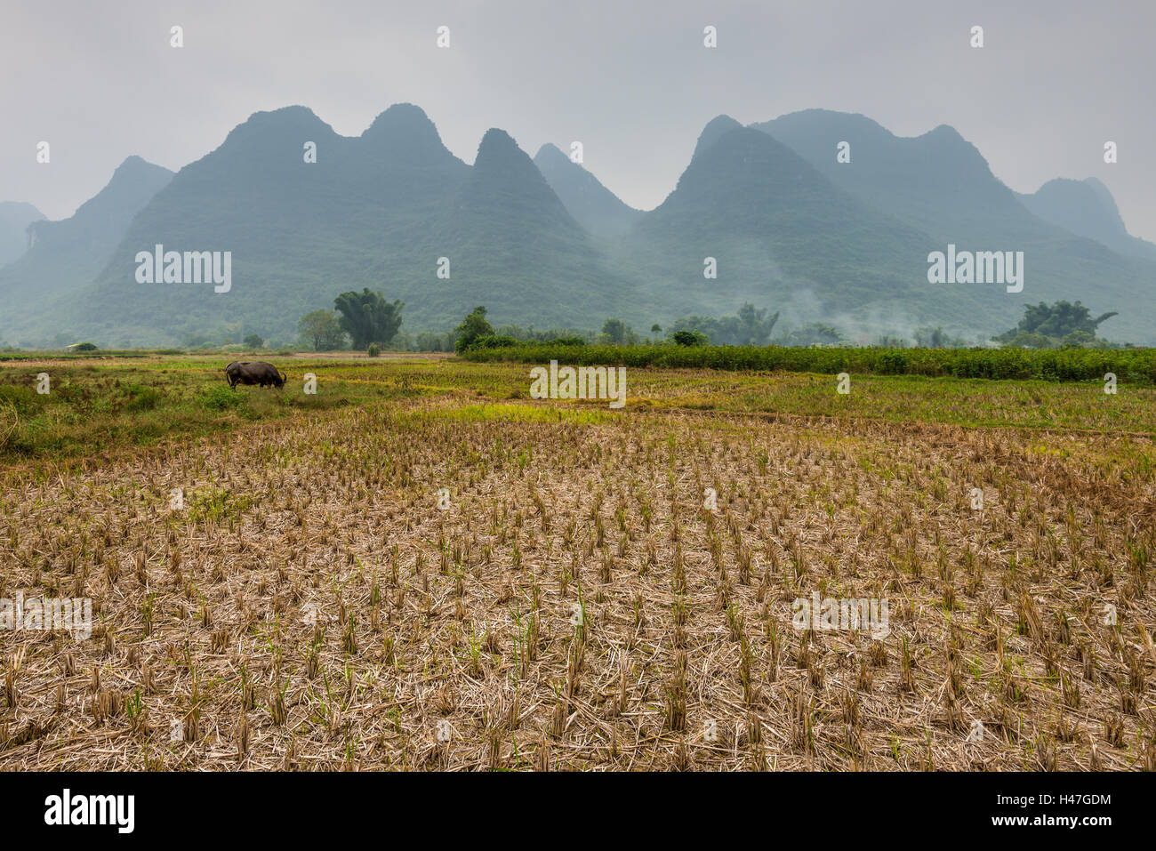 Domaine agricole après la récolte par temps de pluie près de Yangshuo, Chine Banque D'Images