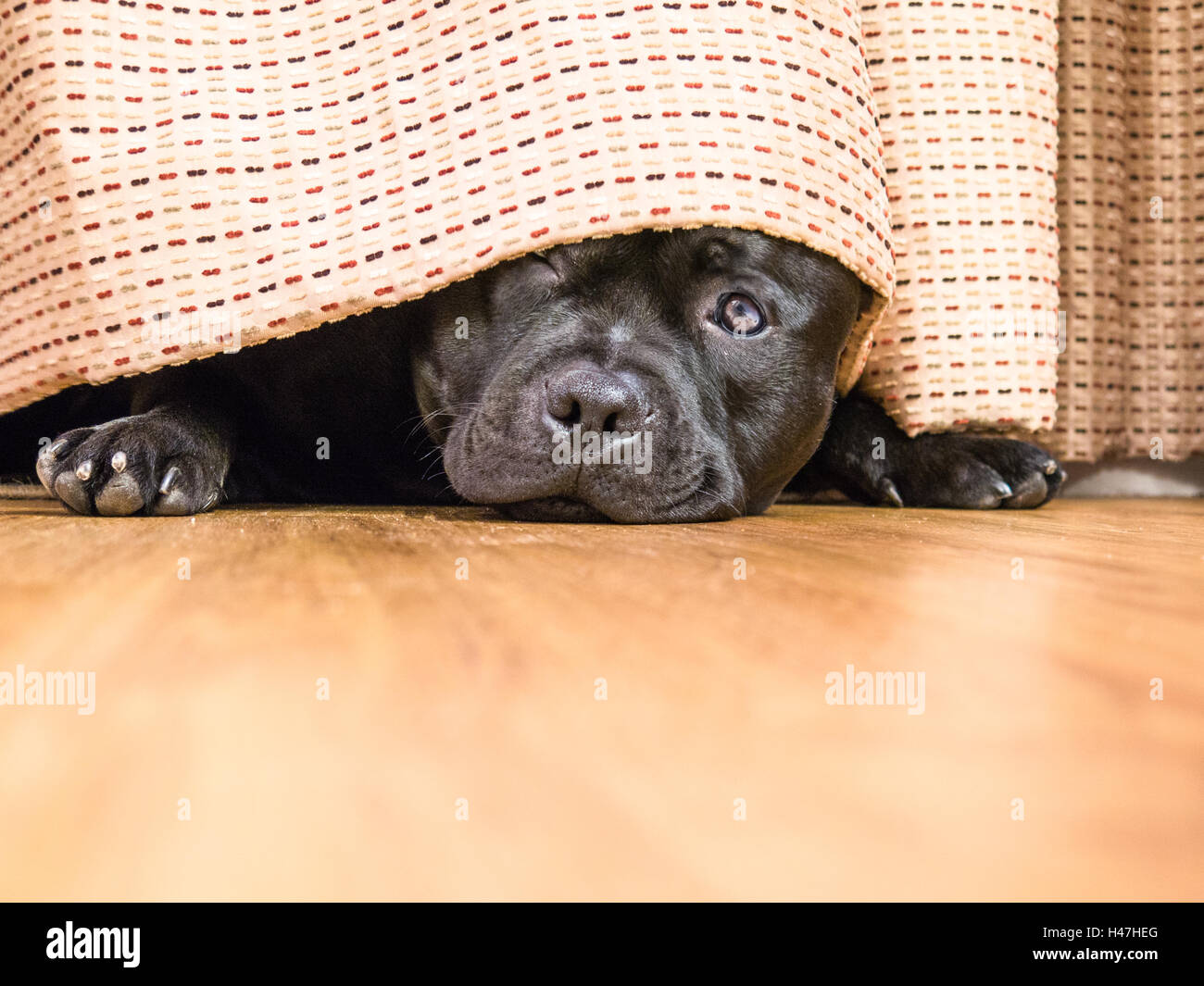 Cute Staffordshire Bull Terrier chien couché sur un plancher de bois se cachant sous un rideau, le drapé, un oeil ouvert peut être vu, Banque D'Images