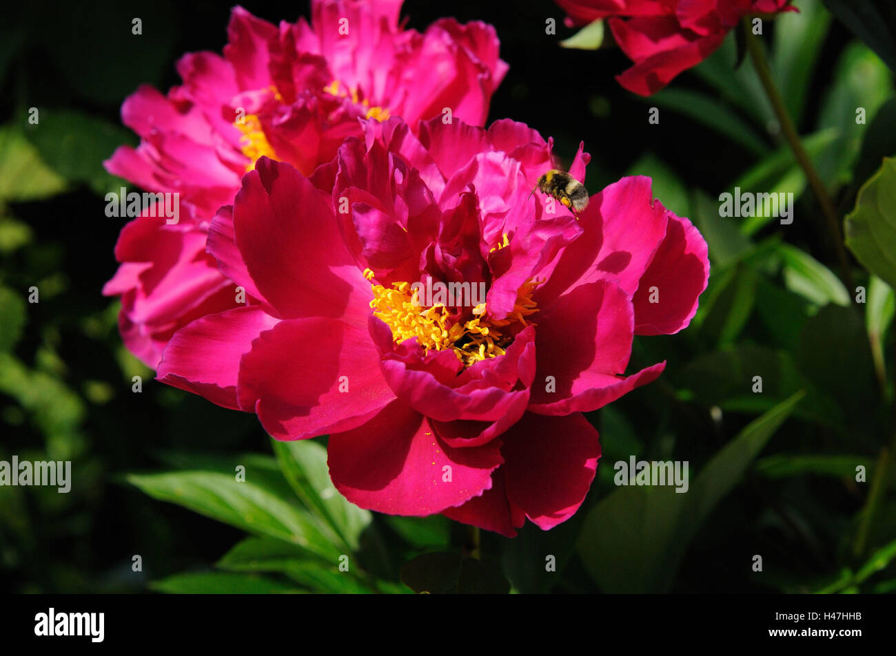 La pivoine, Paeonia, Päonien, oranger, rouge, l'Allemagne, Banque D'Images