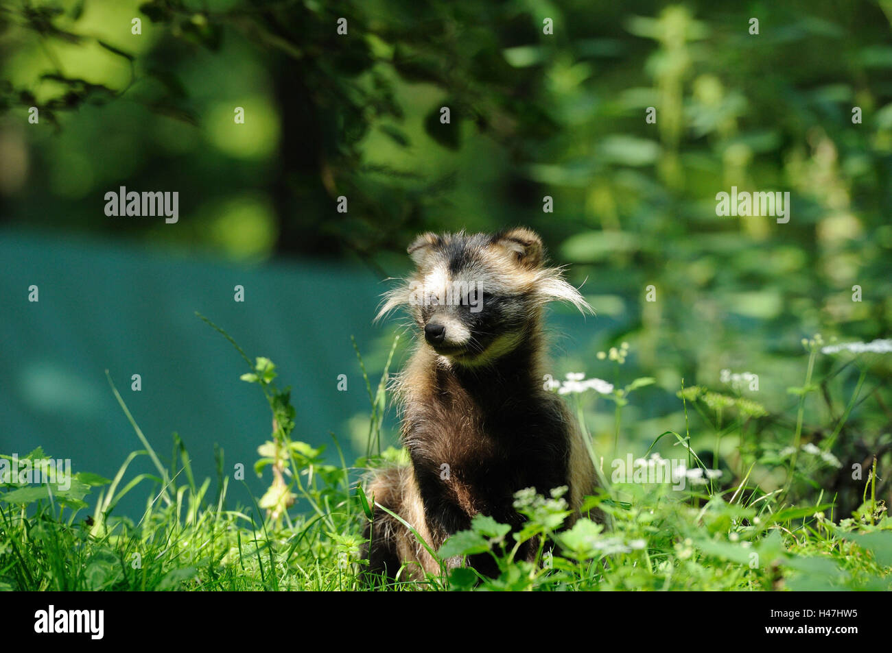 Nyctereutes procyonoides, chien viverrin, meadow, assis, de face, looking at camera, Banque D'Images