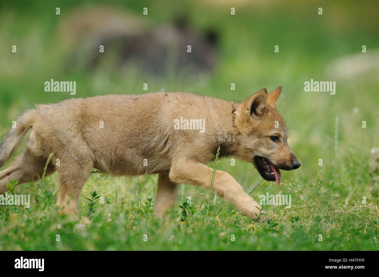 Eastern Timber Wolf, Canis lupus lycaon, jeune animal, prairie, vue de côté, la marche, Banque D'Images