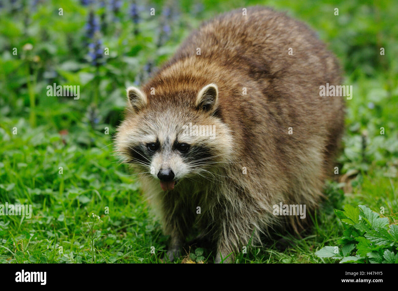 Racoon, Procyon lotor, meadow, frontale, debout, looking at camera, Banque D'Images