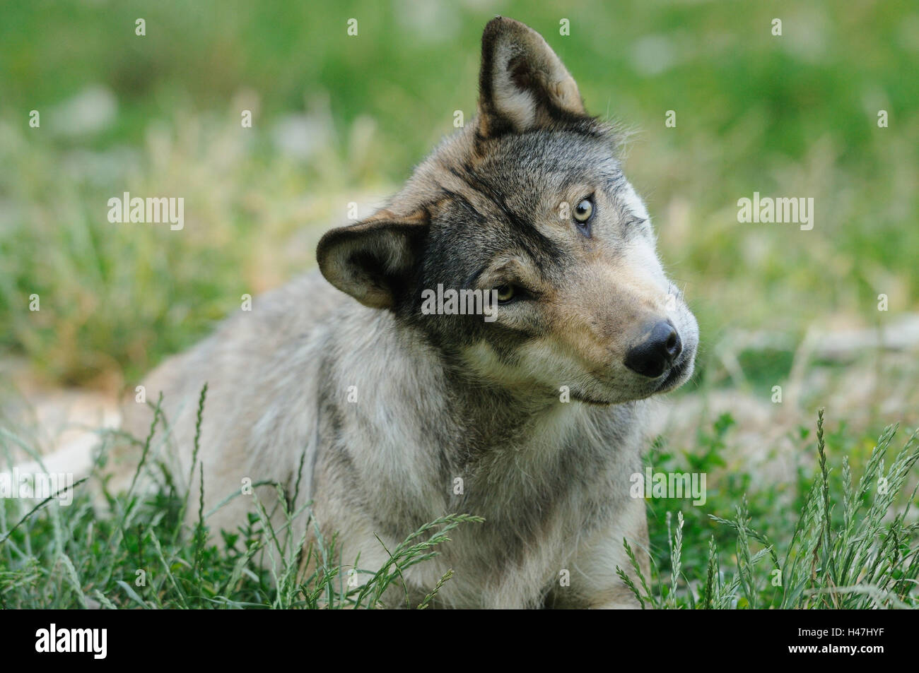 Eastern Timber Wolf, Canis lupus lycaon, meadow, frontale, mensonge, tournez la tête, à la recherche de l'appareil photo, Banque D'Images